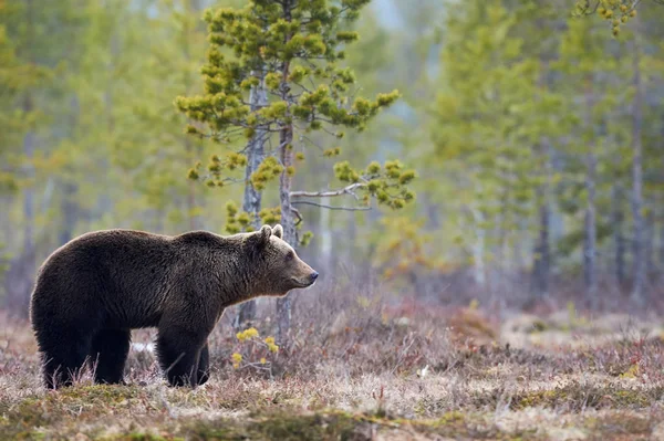 타이에서 갈색 곰 — 스톡 사진