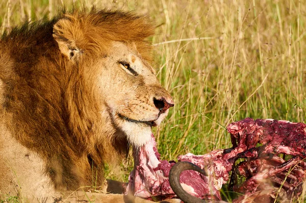 Lejonet äter kött — Stockfoto