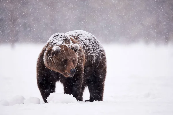 Medvěd hnědý chůzi ve sněhu — Stock fotografie