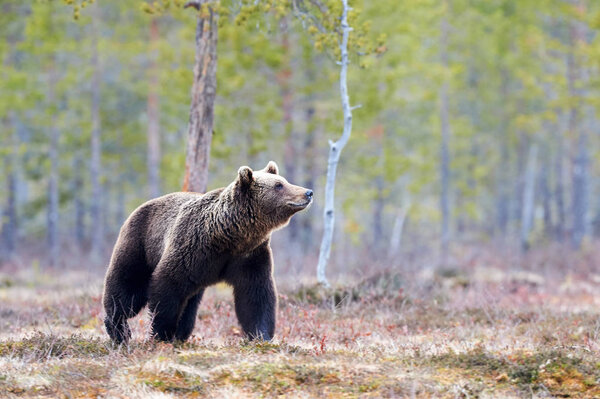 Wild brown bear walking in the taiga in late winter