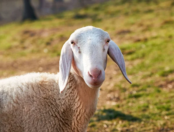 Portret van een schaap — Stockfoto