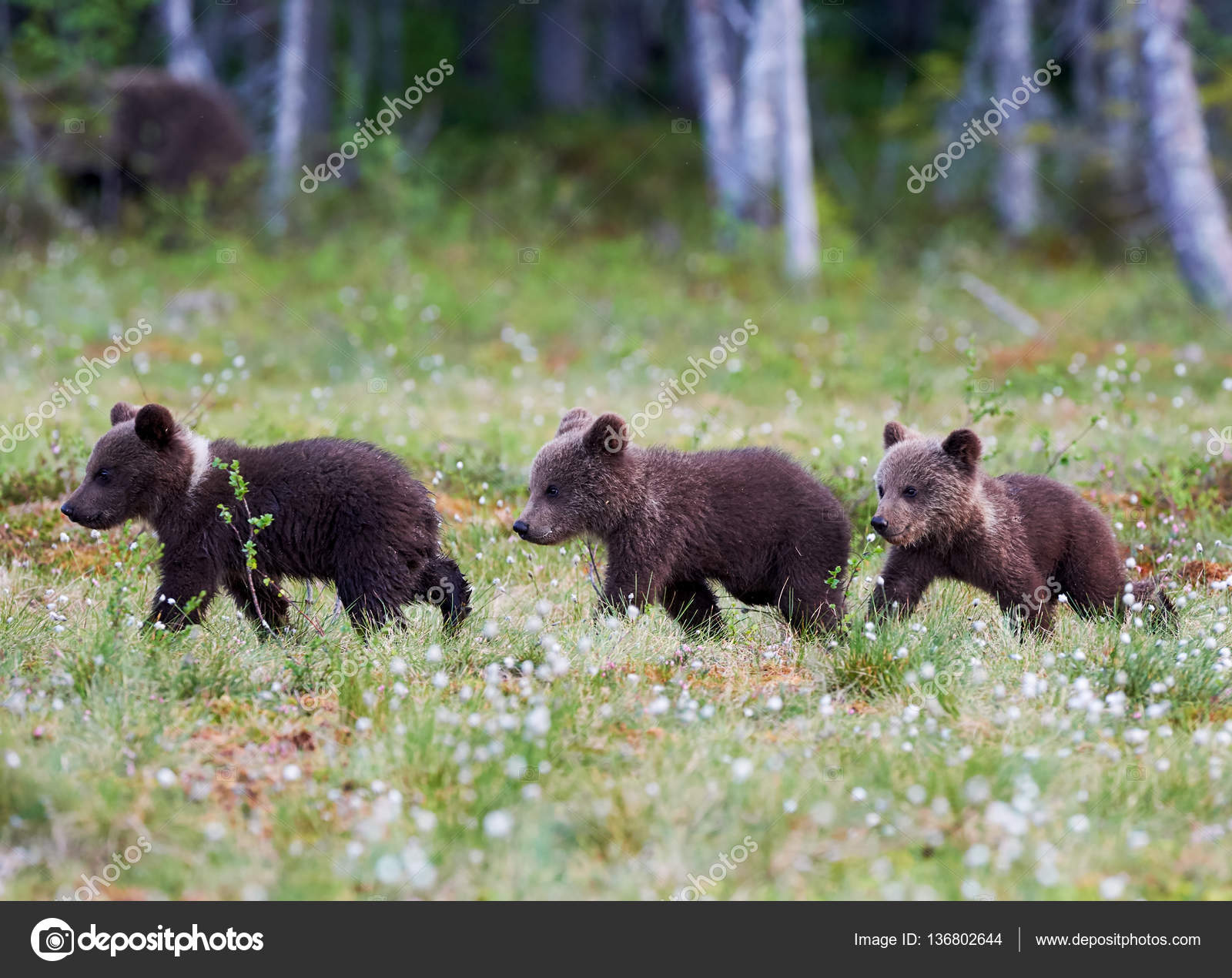 Three bear cubs walking — Stock Photo © LuaAr 136802644