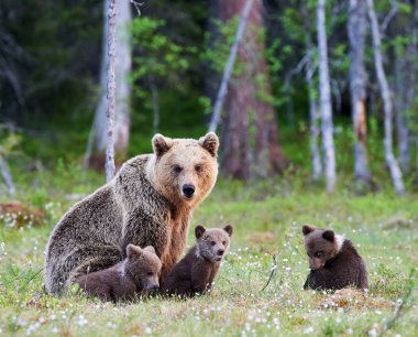Female brown bear and her cubs clipart