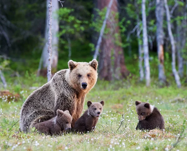 Oso pardo hembra y sus cachorros — Foto de Stock