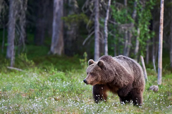 Big brown bear — Stock Photo, Image