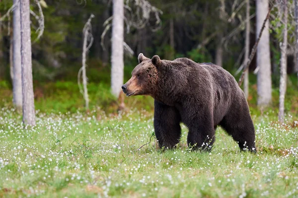 Großer Braunbär — Stockfoto