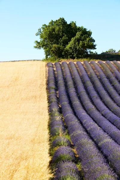 Lavendelveld in de Provence — Stockfoto