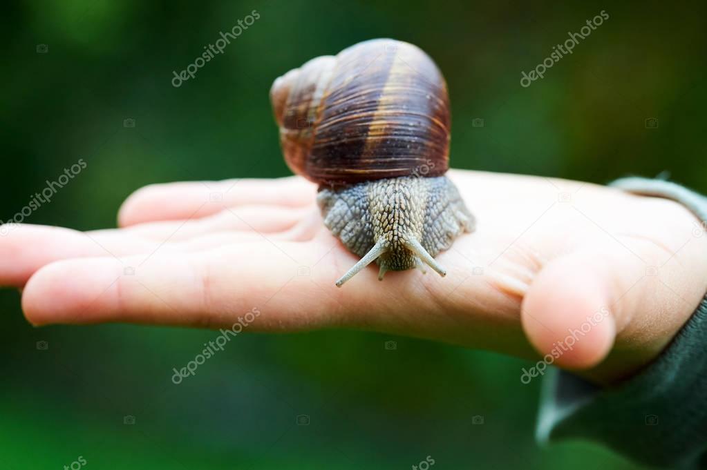 Big snail on a hand