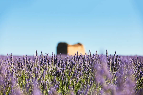 Lavendel in de voorgrond en opzettelijk wazig bac — Stockfoto