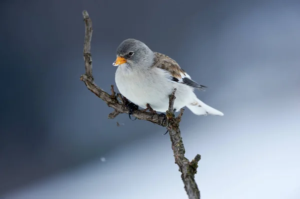 화이트 날개 snowfinch — 스톡 사진