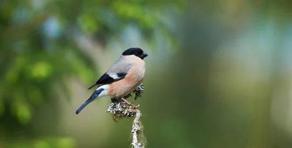 Gimpelweibchen hockt auf einem Ast — Stockfoto