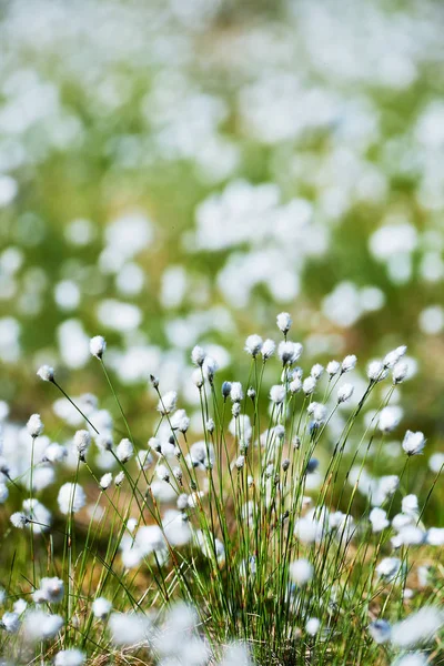 Květované bavlny trávy v finština močálu — Stock fotografie