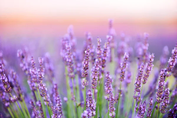 Lindas flores de lavanda — Fotografia de Stock