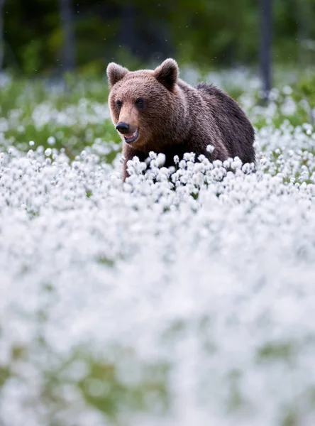 Belo urso entre a grama de algodão — Fotografia de Stock