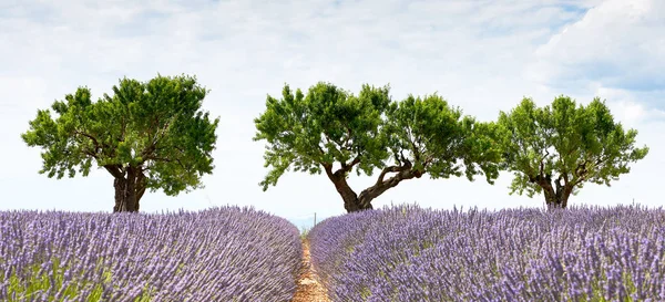 Três árvores e um campo de lavanda — Fotografia de Stock