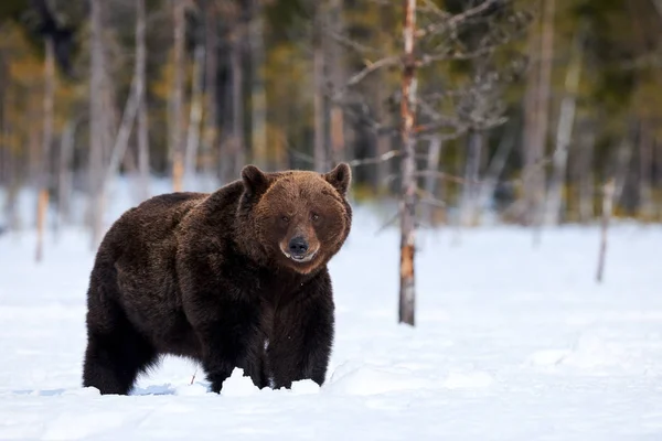 Brunbjörn i snön — Stockfoto