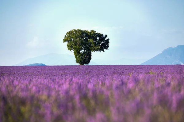 Boom omgeven door lavendel — Stockfoto