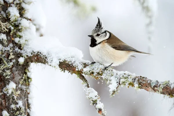 Crested tit in winter while it snows — Stock fotografie