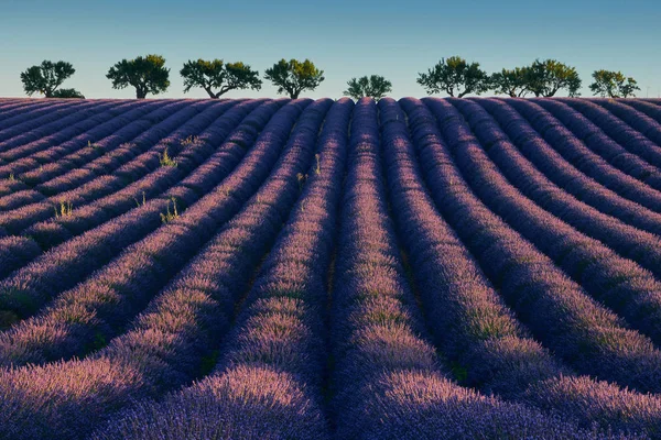 Campo de lavanda florescente — Fotografia de Stock