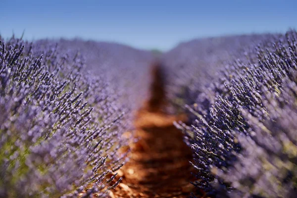 Lavendel, opzettelijk wazig — Stockfoto