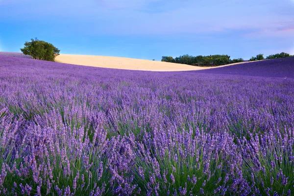 Árvores e um campo de lavanda — Fotografia de Stock