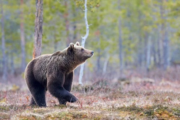 Brunbjörn i den Lappländska Taigan — Stockfoto