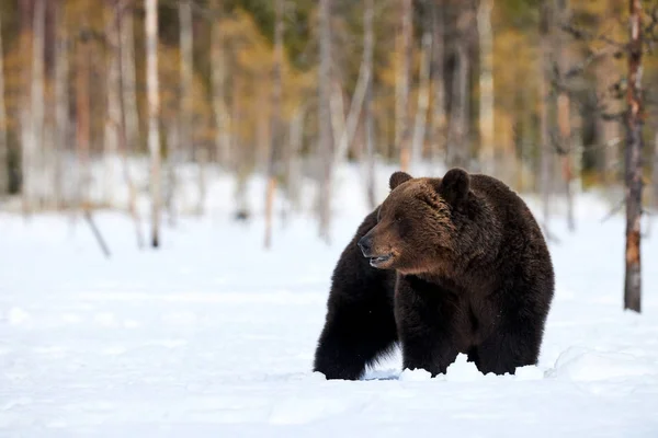 Medvěd hnědý ve sněhu — Stock fotografie