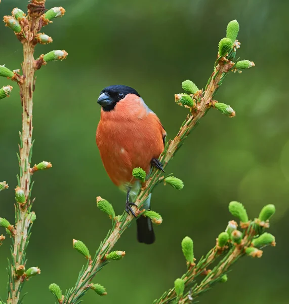 아름 다운 남성 멋쟁이 새의 일종 — 스톡 사진