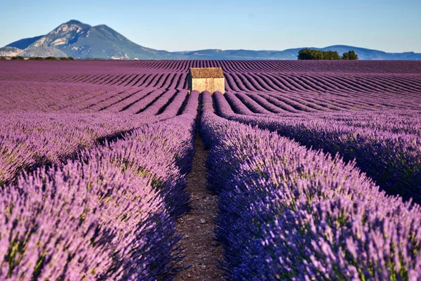 Campos de lavanda em Provence — Fotografia de Stock