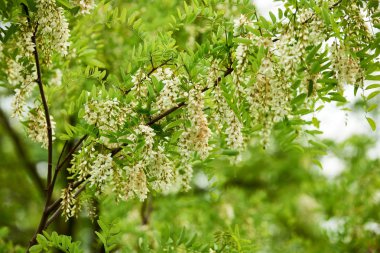 Yalancı akasya çiçekleri
