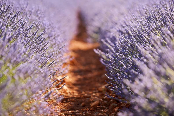 Flores de lavanda, borrosas intencionalmente —  Fotos de Stock