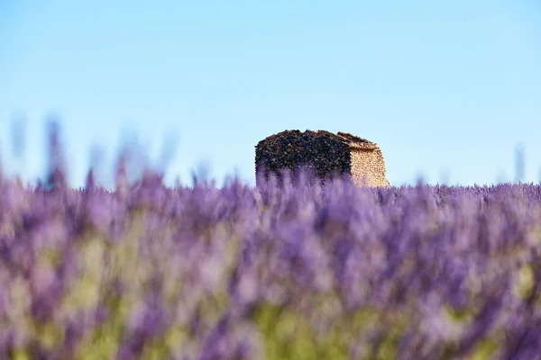 Lavanda intencionalmente borrada em primeiro plano e um velho hous — Fotografia de Stock