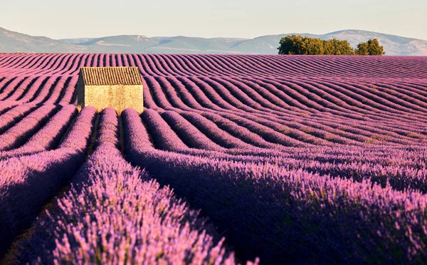 Lavendelfelder in der Provence — Stockfoto