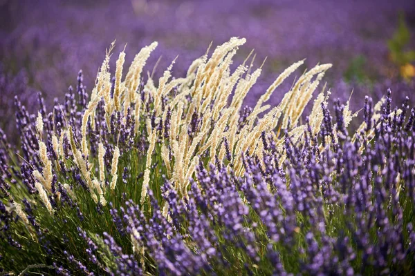 Flores brancas entre lavanda — Fotografia de Stock