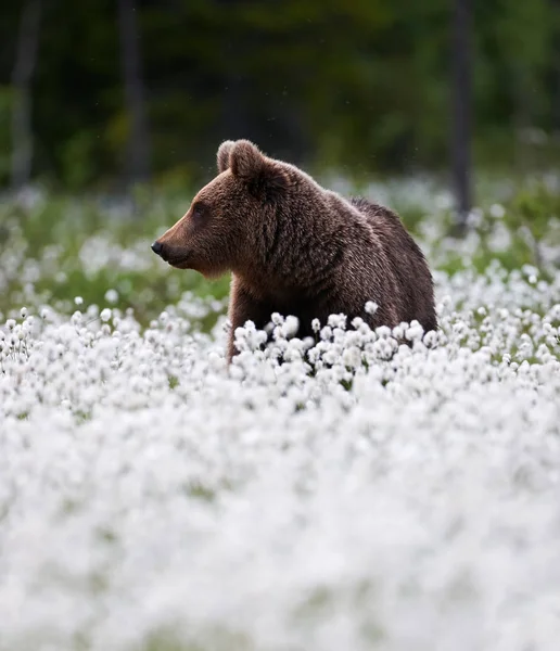 コットン草の間で美しいクマ — ストック写真