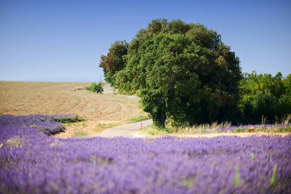 Weg tussen velden in de provence — Stockfoto
