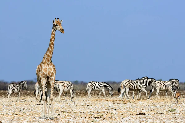 A giraffe and a herd of zebras — Stock Photo, Image