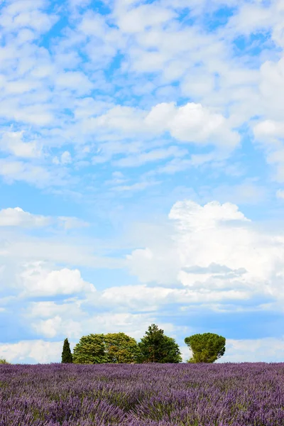 Krajina z Provence s levandulí — Stock fotografie