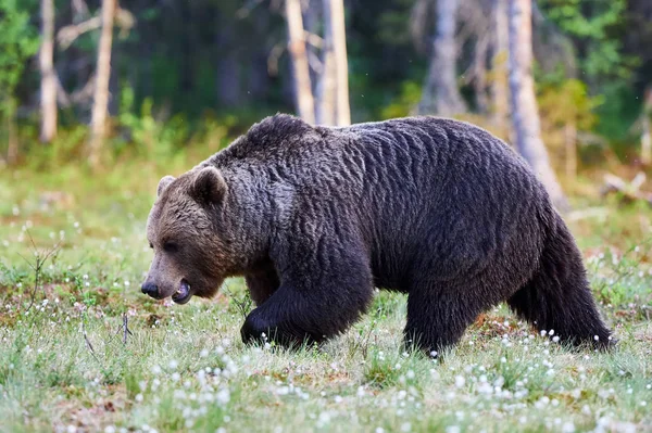 Manliga brunbjörn — Stockfoto