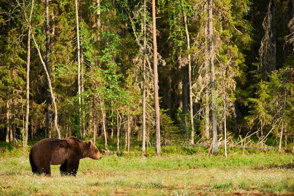 Urso castanho grande na floresta — Fotografia de Stock