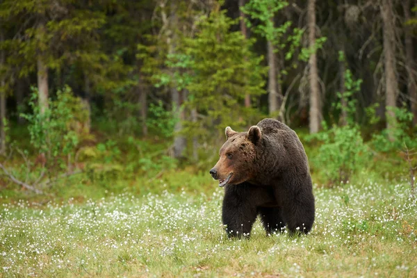Великий коричневий ведмідь озирається навколо — стокове фото