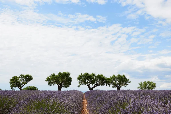 Paisagem de Provence com lavanda — Fotografia de Stock