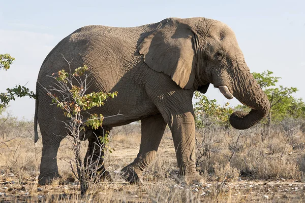 Namibia elefant promenader — Stockfoto