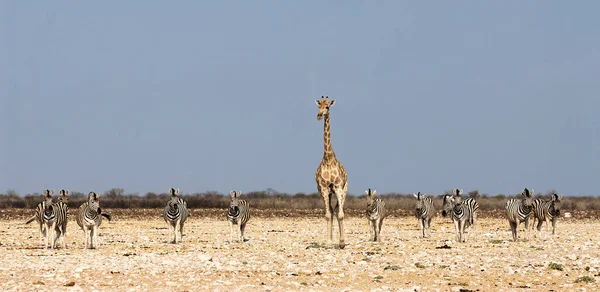 Girafa e zebra na savana da Namíbia — Fotografia de Stock