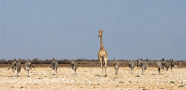 Giraffe and zebra in the savannah of Namibia — Stock Photo, Image