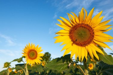 Güzel ayçiçeği çiçekleri