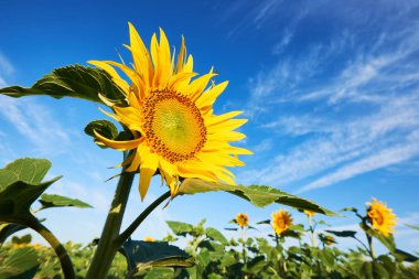 Güzel ayçiçeği çiçekleri