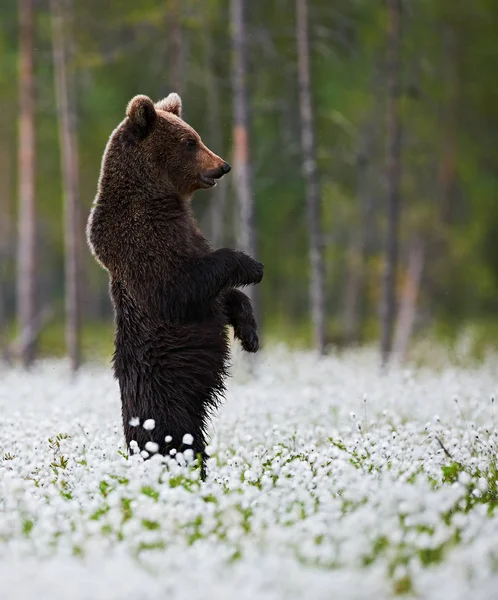 Urso de pé entre flores brancas — Fotografia de Stock
