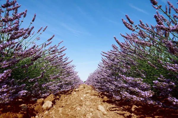 Lavendel, beeld van de lage hoek — Stockfoto