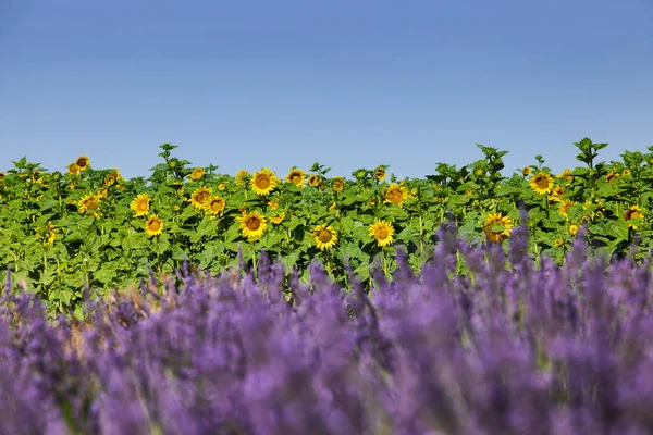 Sonnenblumen und Lavendelblüten verschwimmen — Stockfoto